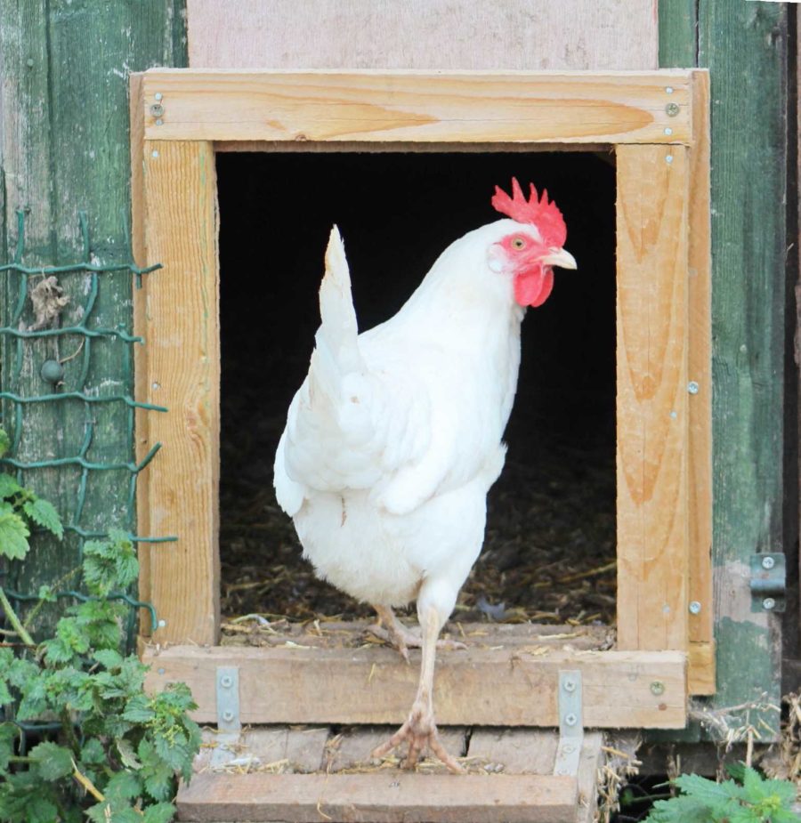 Laying Hens for Sale