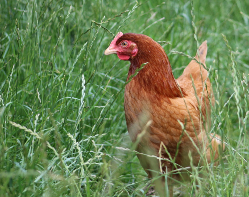 Full grown laying hens for sale near me