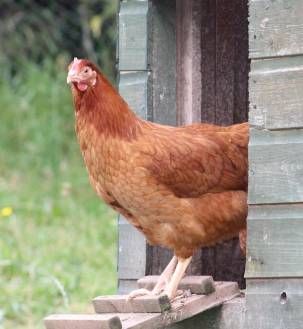 Laying Hens for Sale