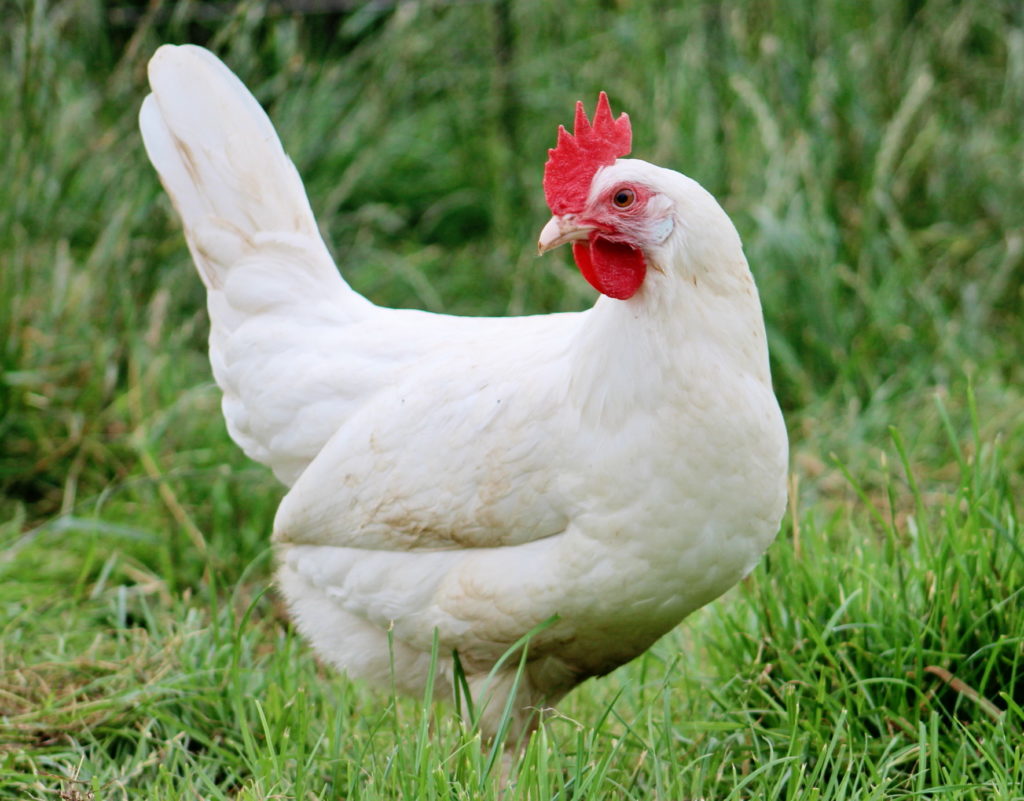 Laying Hens for Sale
