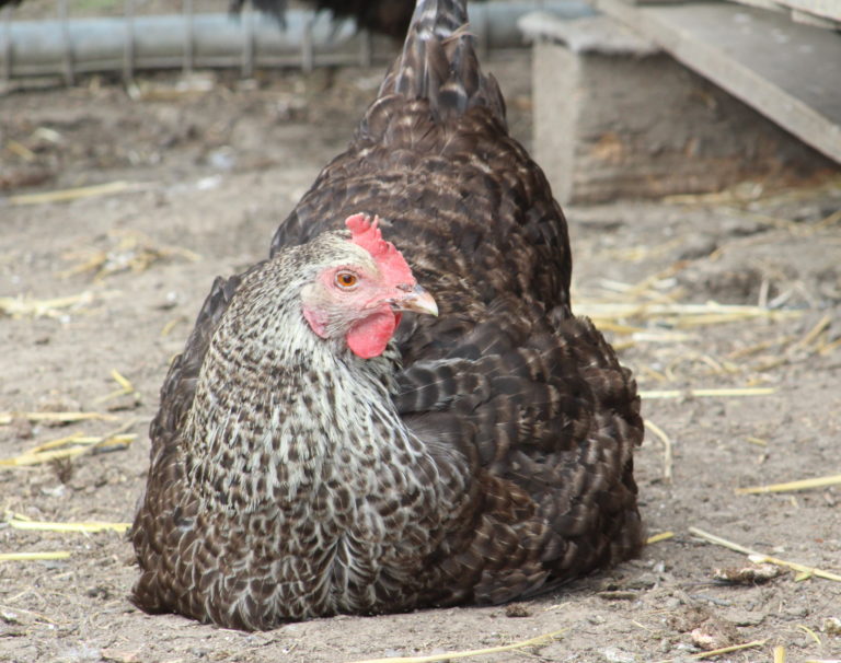 Laying Hens for Sale