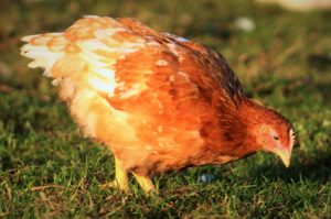 Free Range Organic Chickens - Colouryield