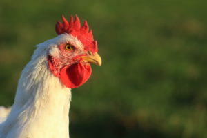 Free Range Organic Chickens - Hubbard 757